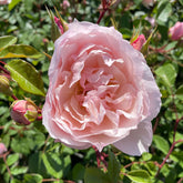 David Austin-Rose 'The Generous Gardener®' - AGM-Rose