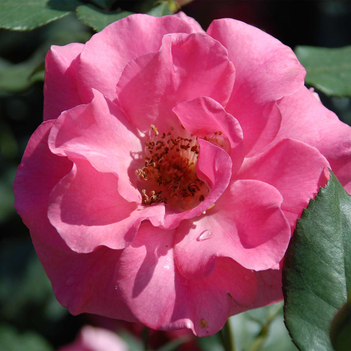 Strauchrose 'Romanze®'