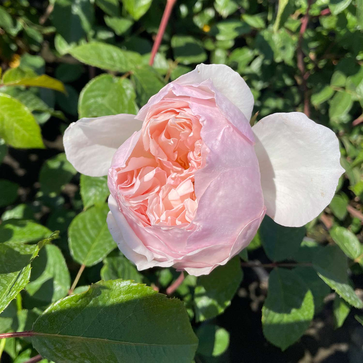 David Austin-Rose 'The Generous Gardener®' - AGM-Rose