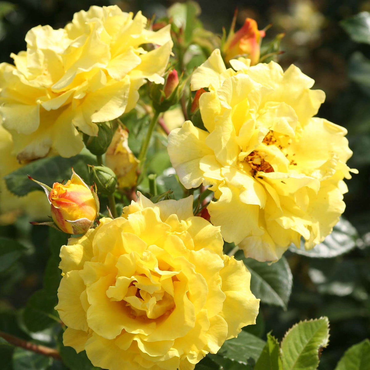 Strauchrose 'Lichtkönigin Lucia®'