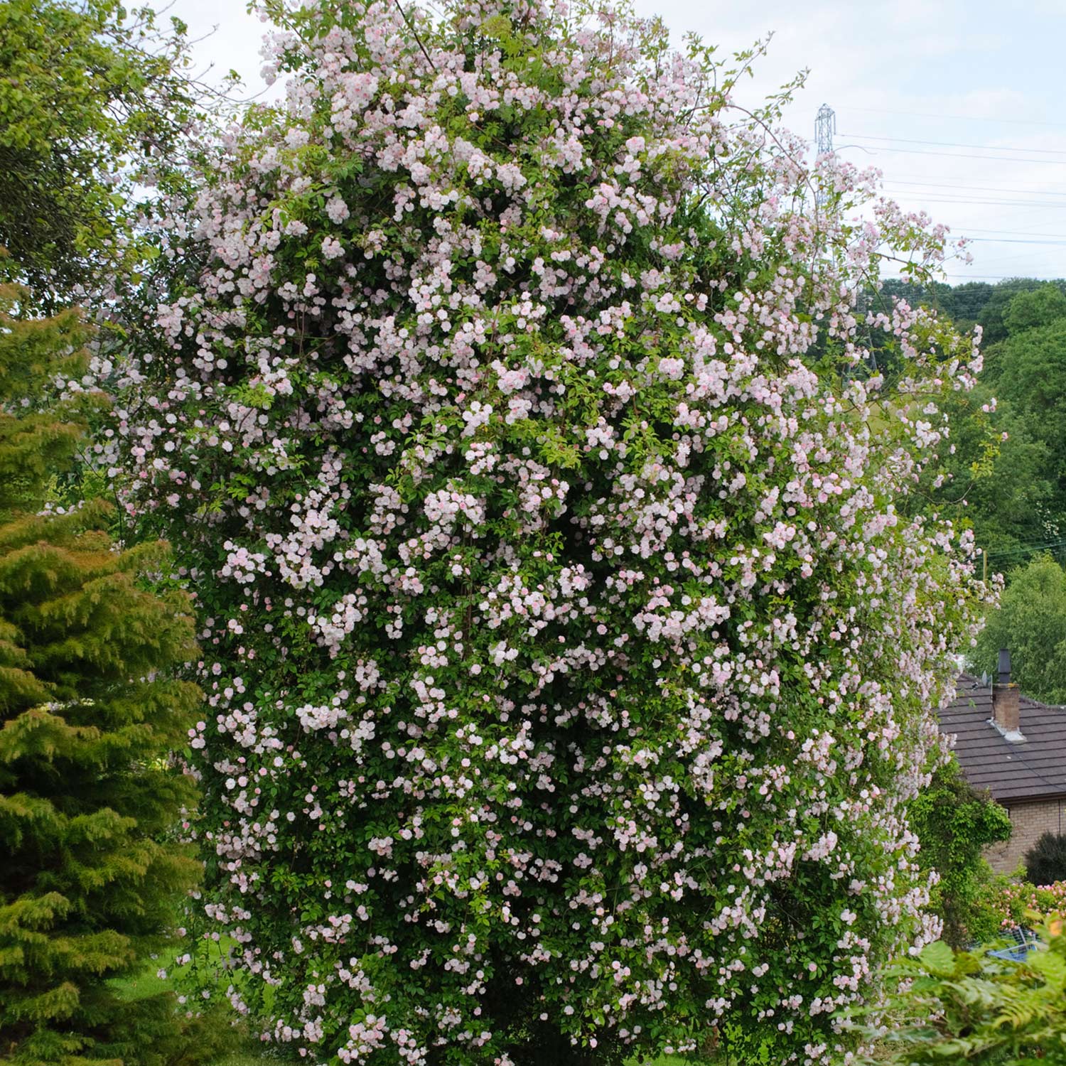 Ramblerrose 'Paul's Himalayan Musk Rambler®'