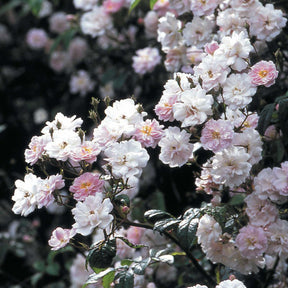 Ramblerrose 'Paul's Himalayan Musk Rambler®'