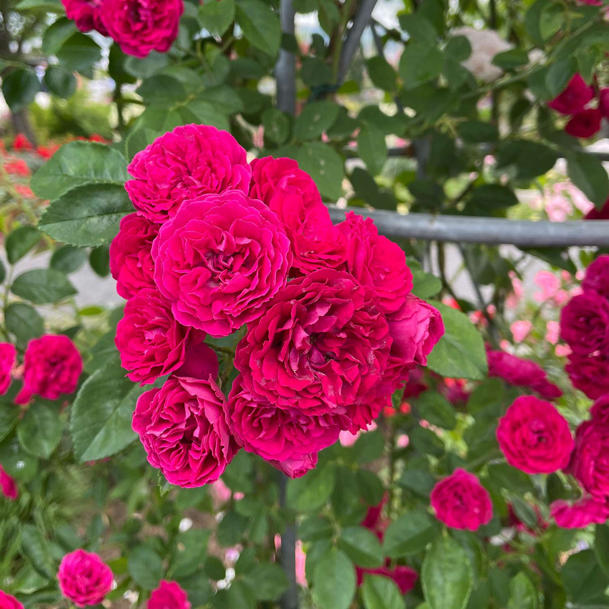 Ramblerrose Flammentanz®