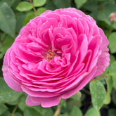 Historische Rose 'Louise Odier'