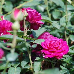 Zwergrose (Beetrose) 'Heidi Klum Rose®'