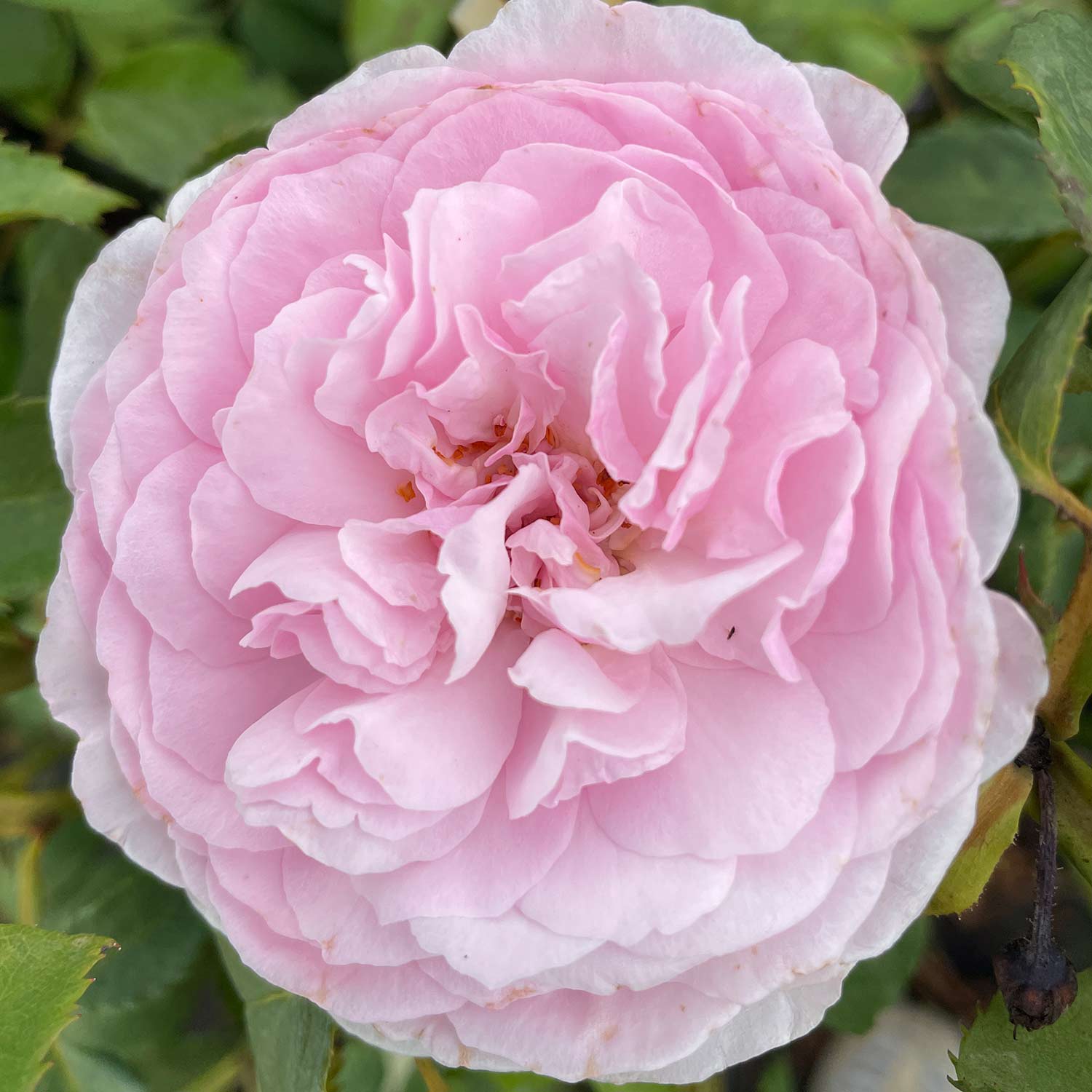 David Austin Rose 'Olivia Rose Austin®'