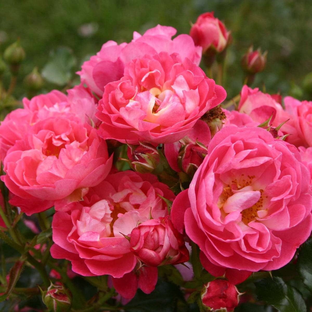 Zwergrose 'Charmant®' - ADR-Rose