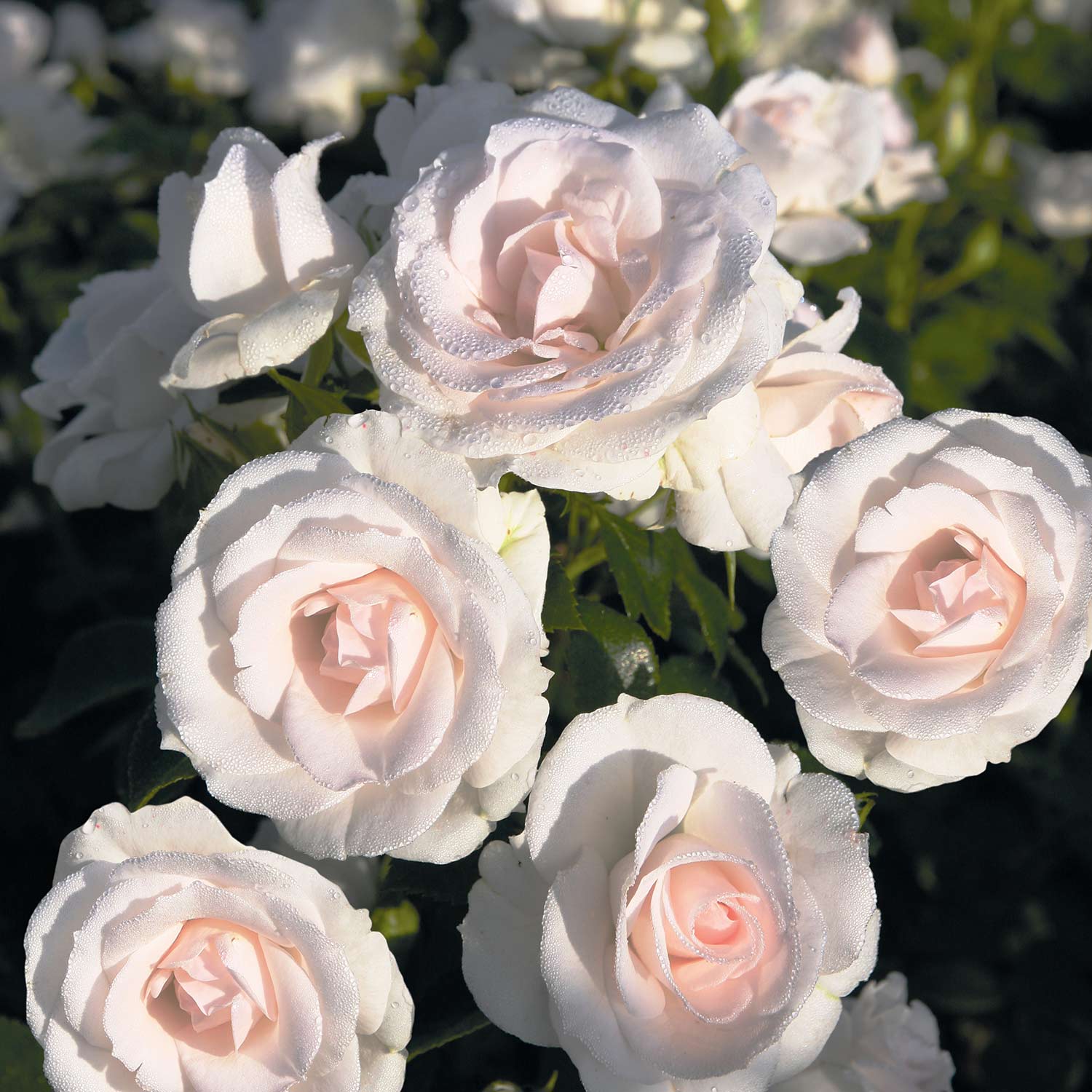 Stammrose 'Aspirin Rose®' - ADR-Rose  - 60 cm Stamm