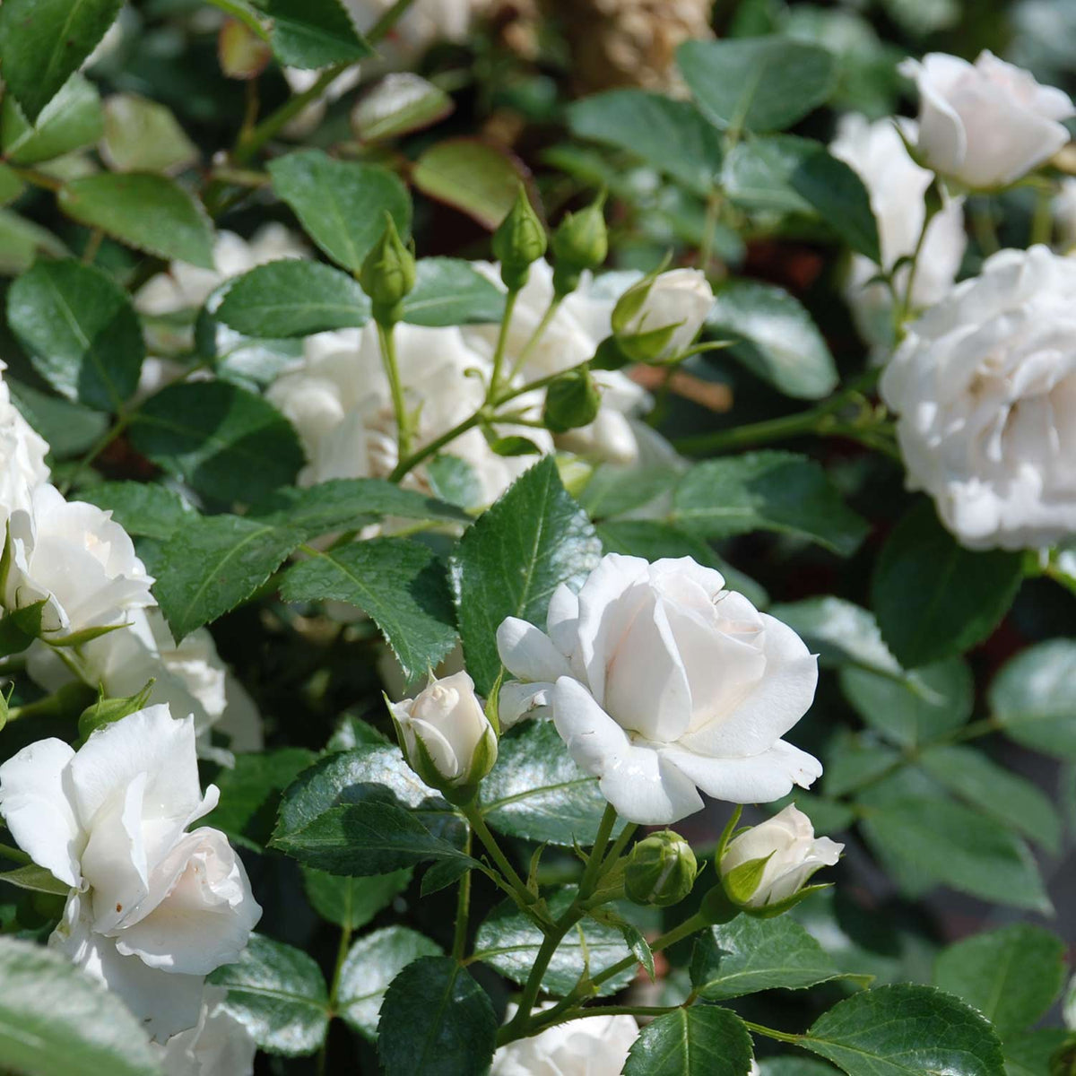 Stammrose 'Aspirin Rose®' - ADR-Rose  - 60 cm Stamm