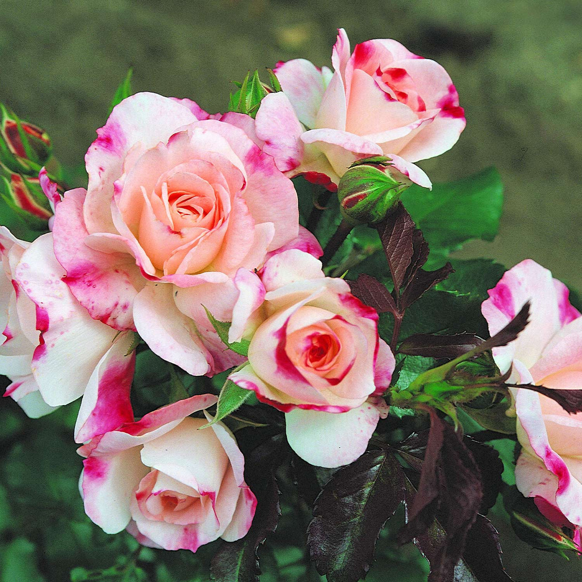 Strauchrose 'Rosenstadt Freising®'