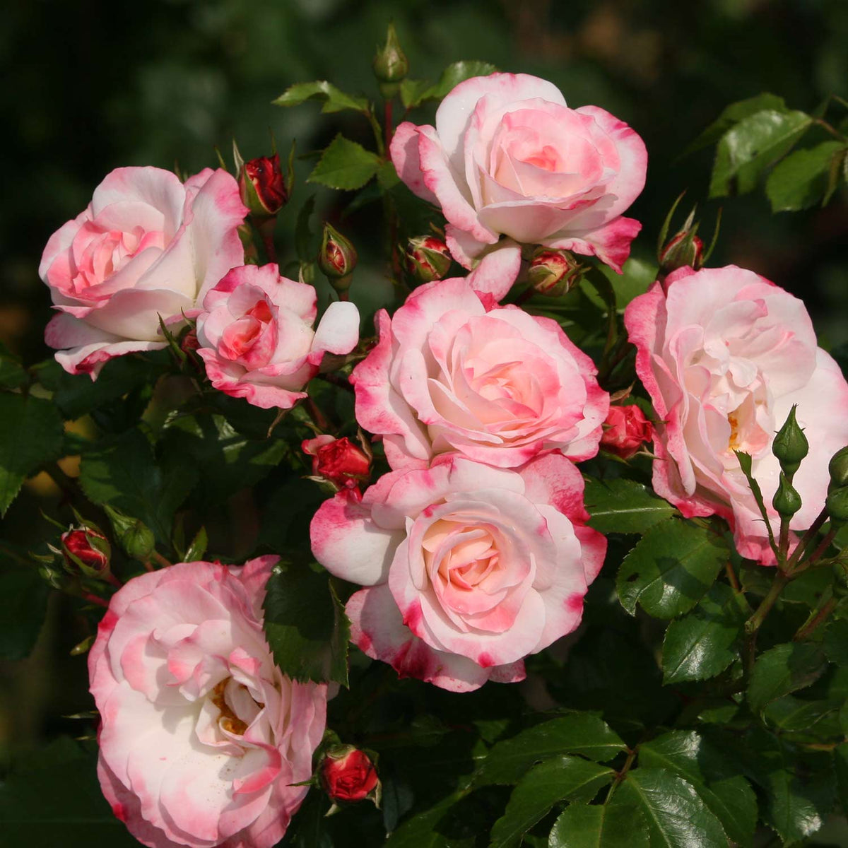 Strauchrose 'Rosenstadt Freising®'