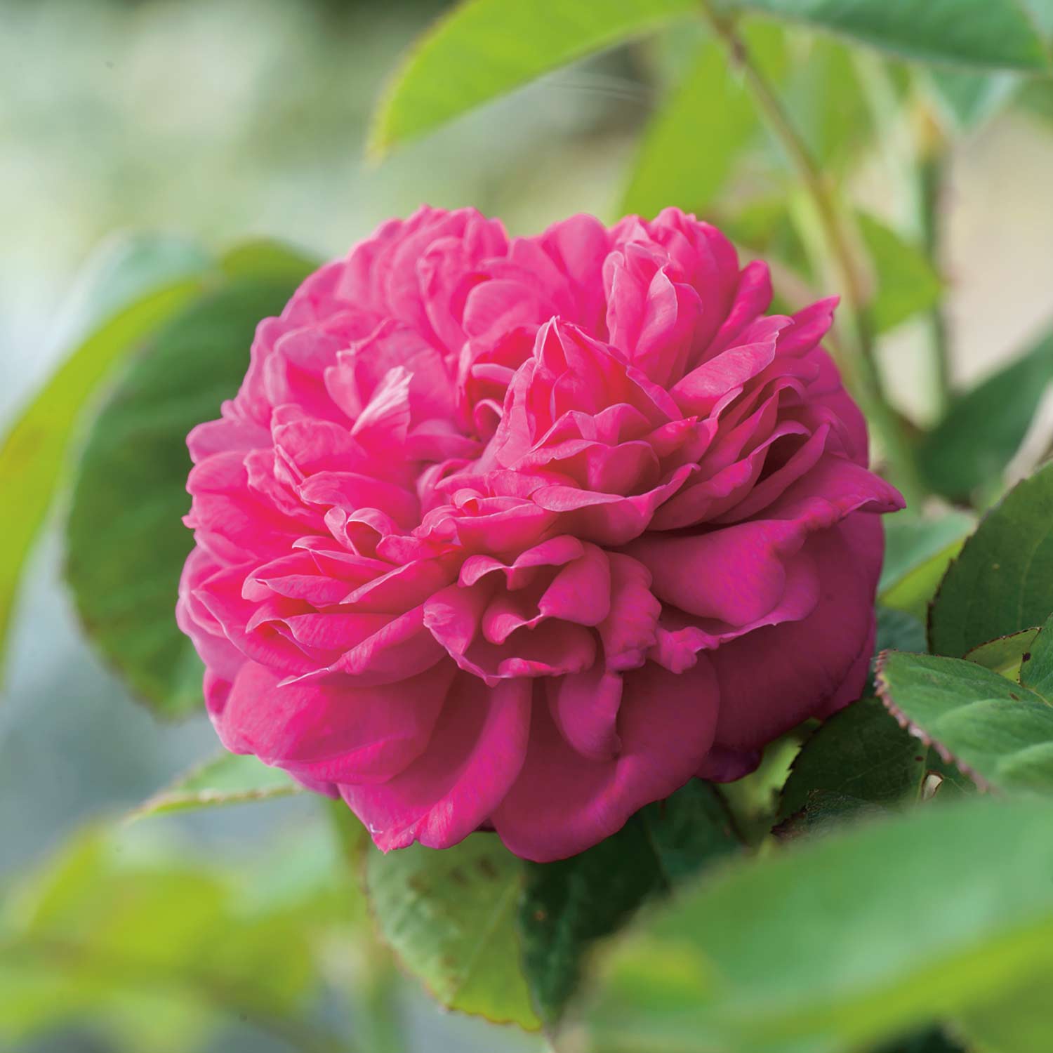 Stammrose 'Rose de Resht®' - 60 cm Stamm