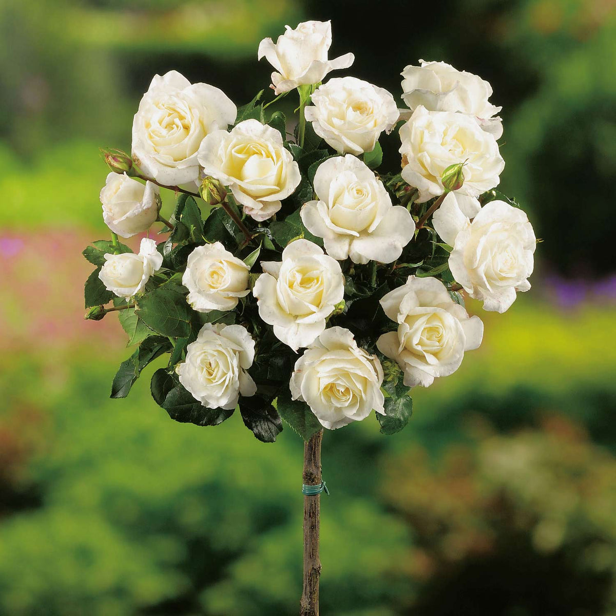 Stammrose 'Diamant®' - ADR-Rose - 90 cm Stamm