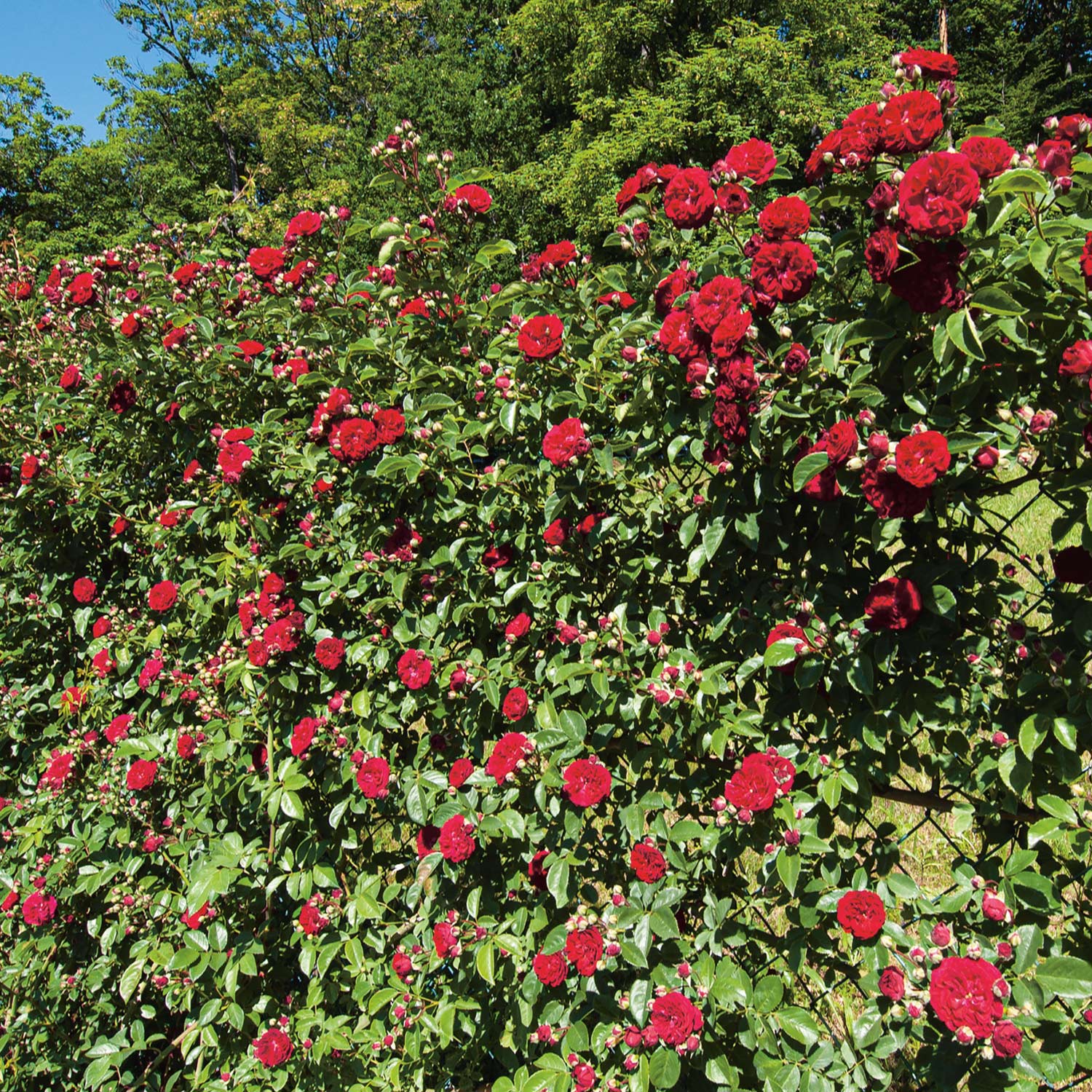 Ramblerrose 'Chevy Chase'