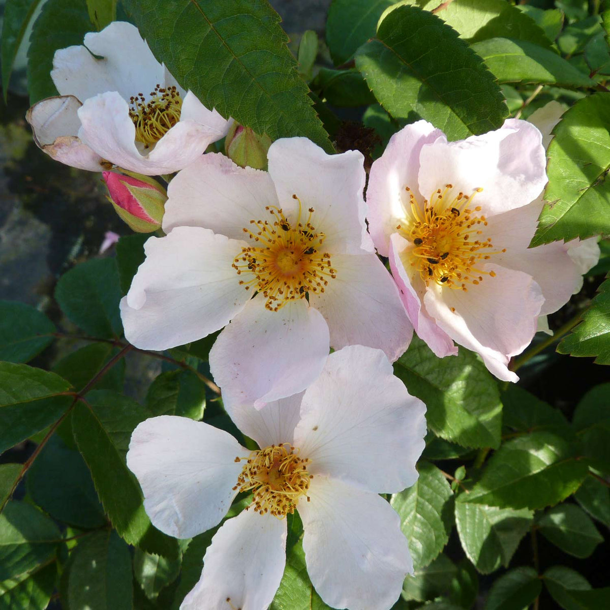 Ramblerrose 'Francis E. Lester'