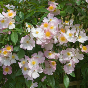 Ramblerrose 'Francis E. Lester'