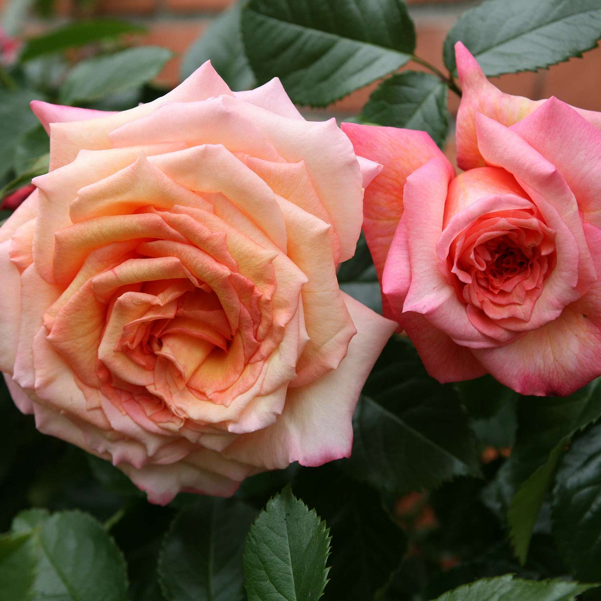 Kletterrose 'Barock®'