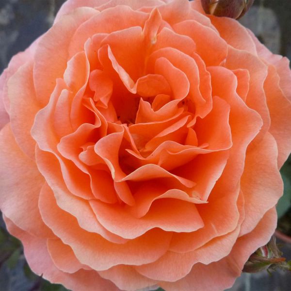 Stammrose 'Clementine®' - 60 cm Stamm