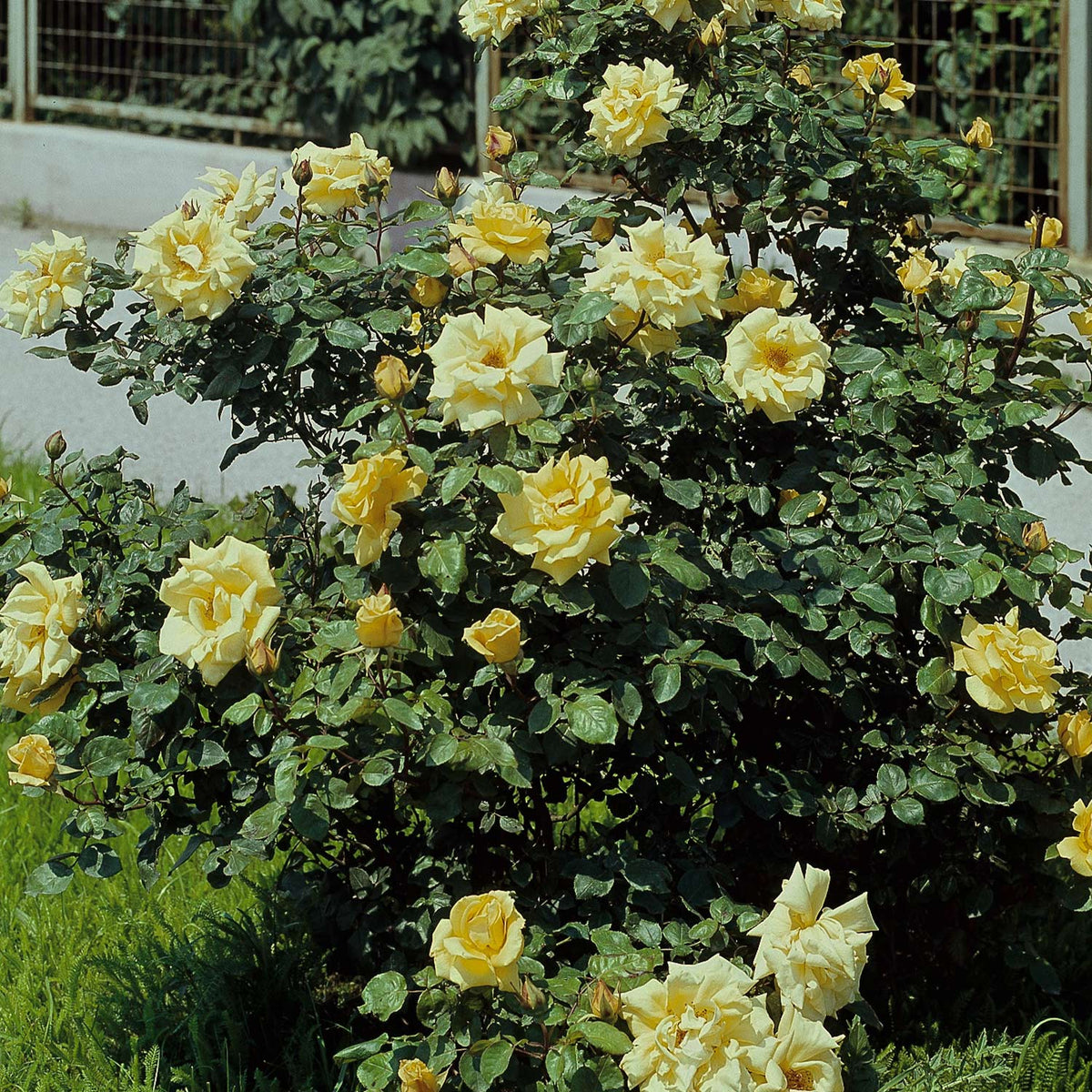 Strauchrose 'Frühlingsgold'