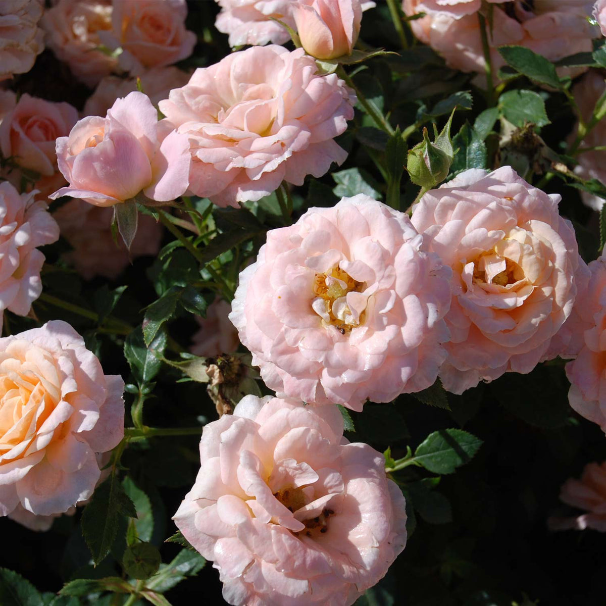 Stammrose 'Peach Clementine®' - 60 cm Stamm