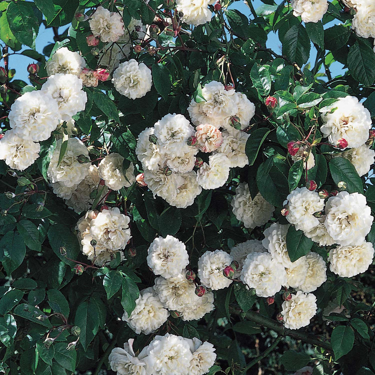 Ramblerrose 'Félicité et Perpétue'