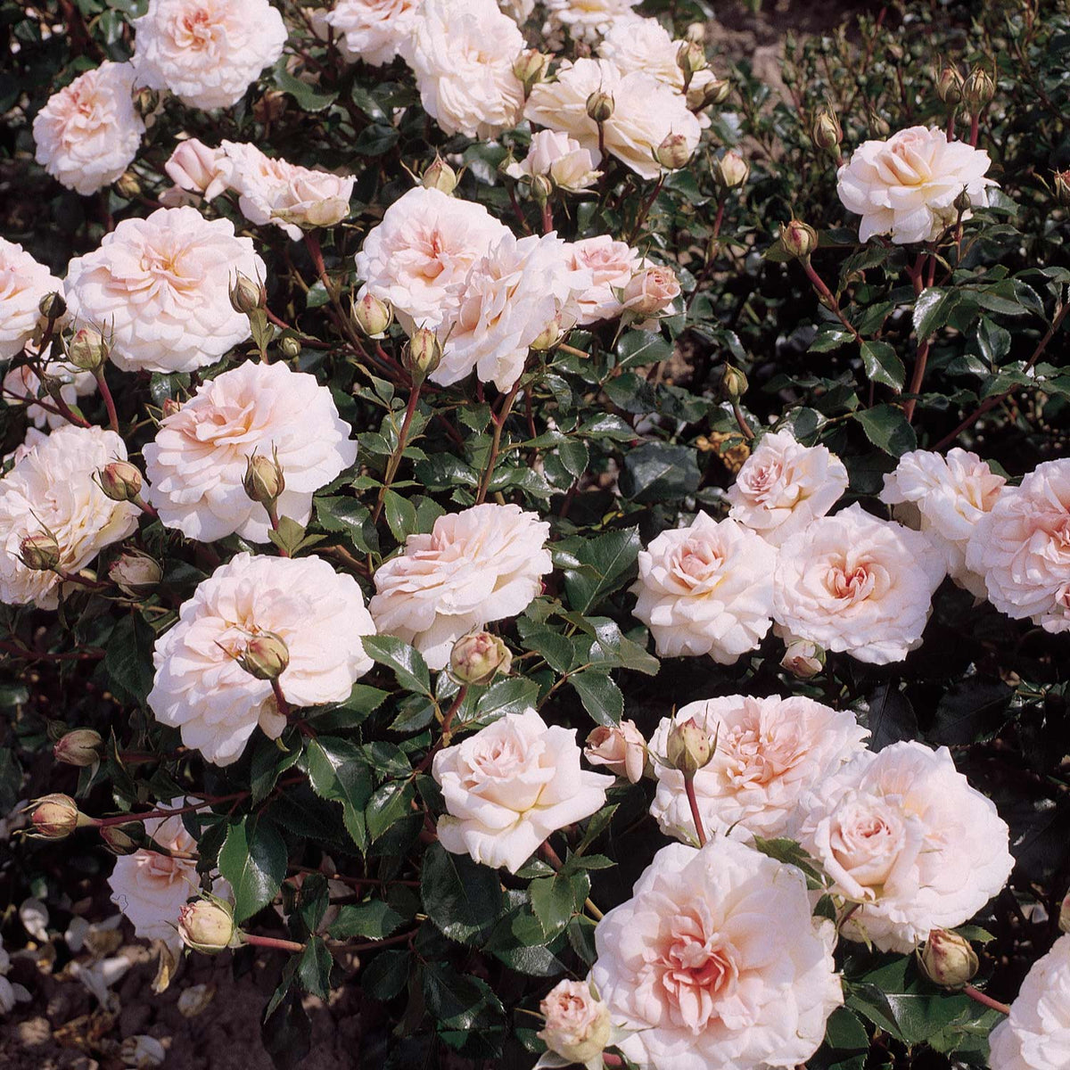 Strauchrose 'Bremer Stadtmusikanten®'