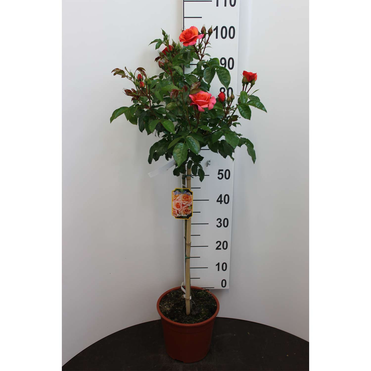 Stammrose 'Aprikola®' - 60 cm Stamm