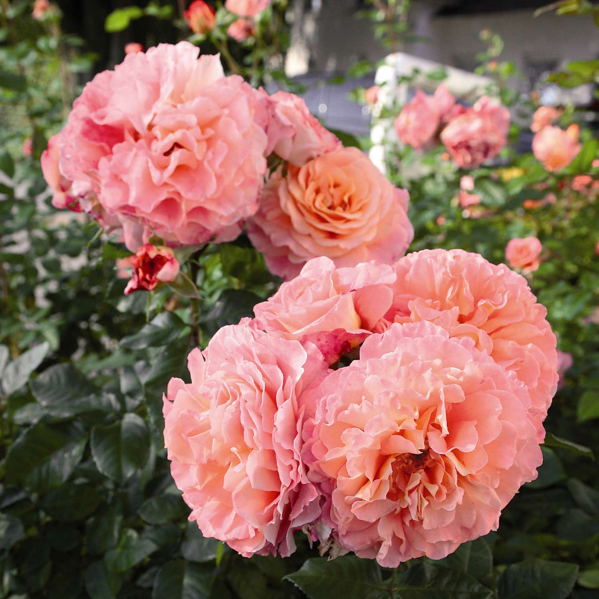 Stammrose 'Augusta Luise®' - 60 cm Stamm