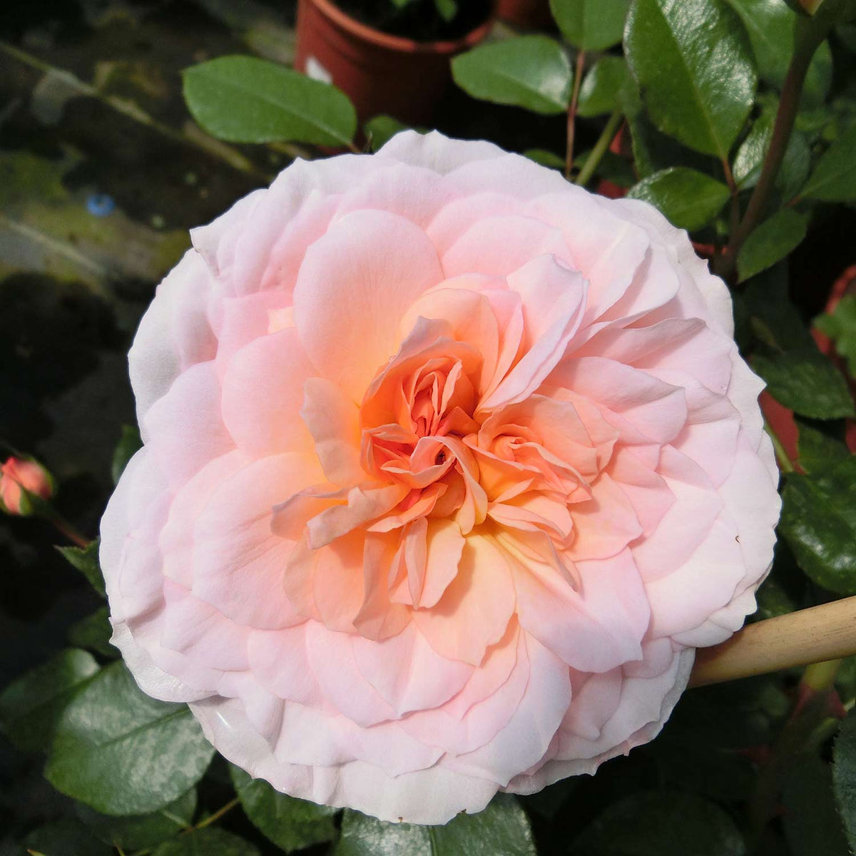 Strauchrose  'Schloss Eutin®'