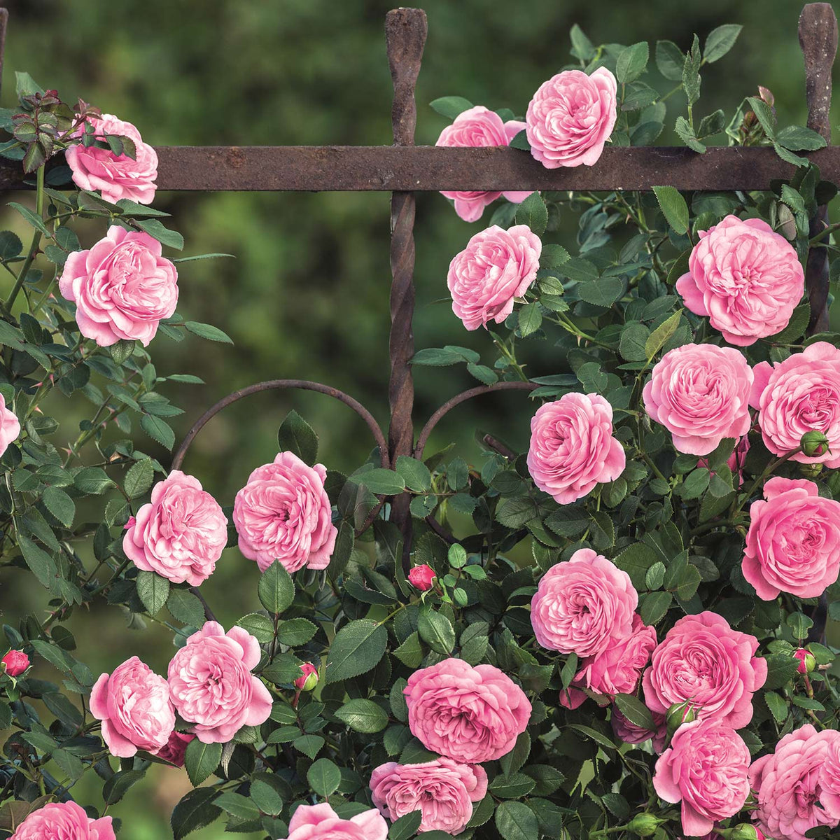 Zwerg-Kletterrose Starlet®Rose 'Eva'