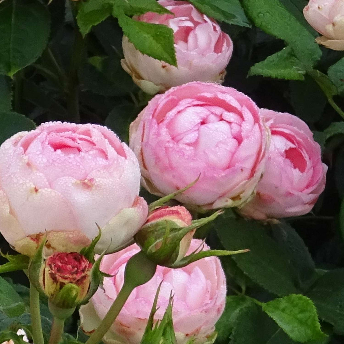 Edelrose 'Lovely Rokoko'