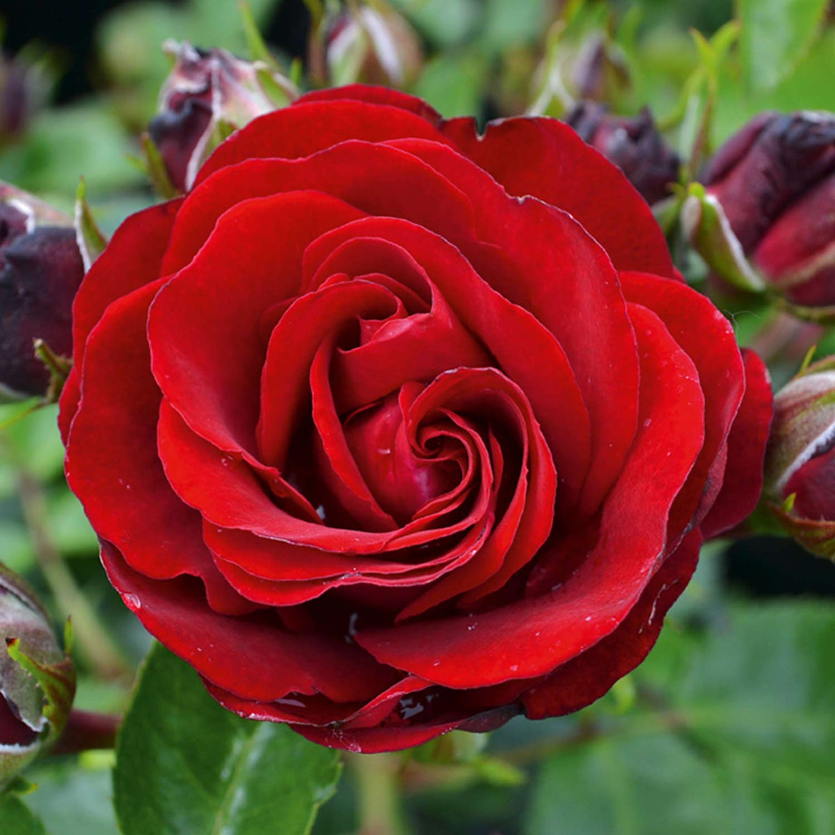 Zwergrose 'Medley Ruby®'