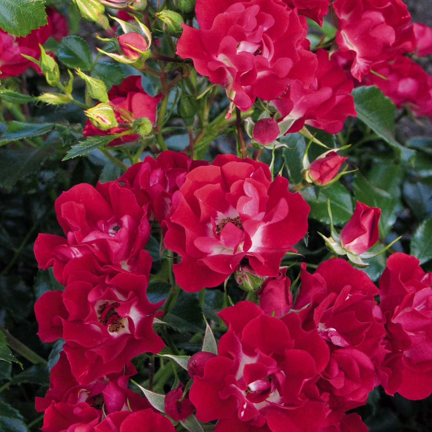 Ramblerrose 'Rambling Rosie®