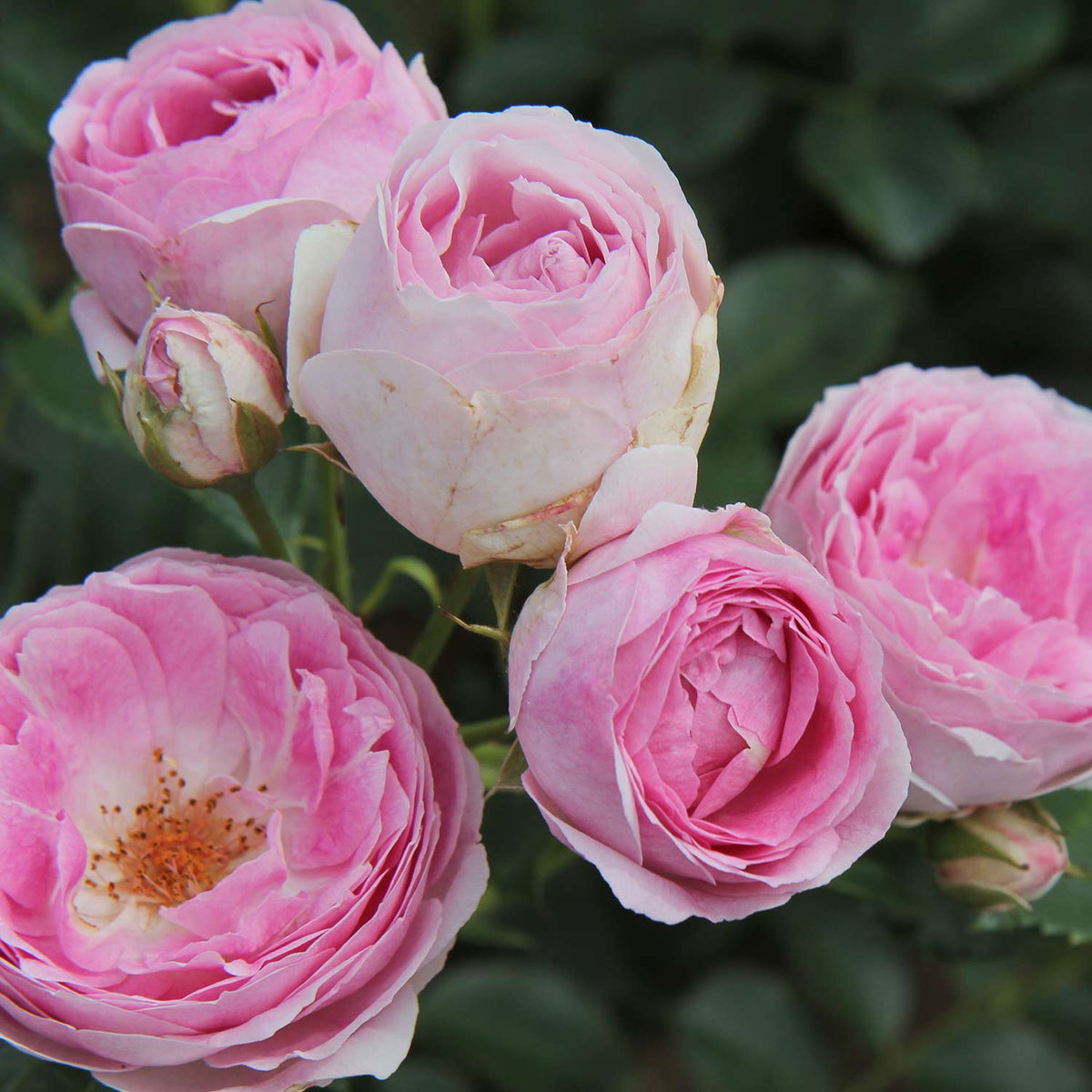 Strauchrose 'Vesalius®'