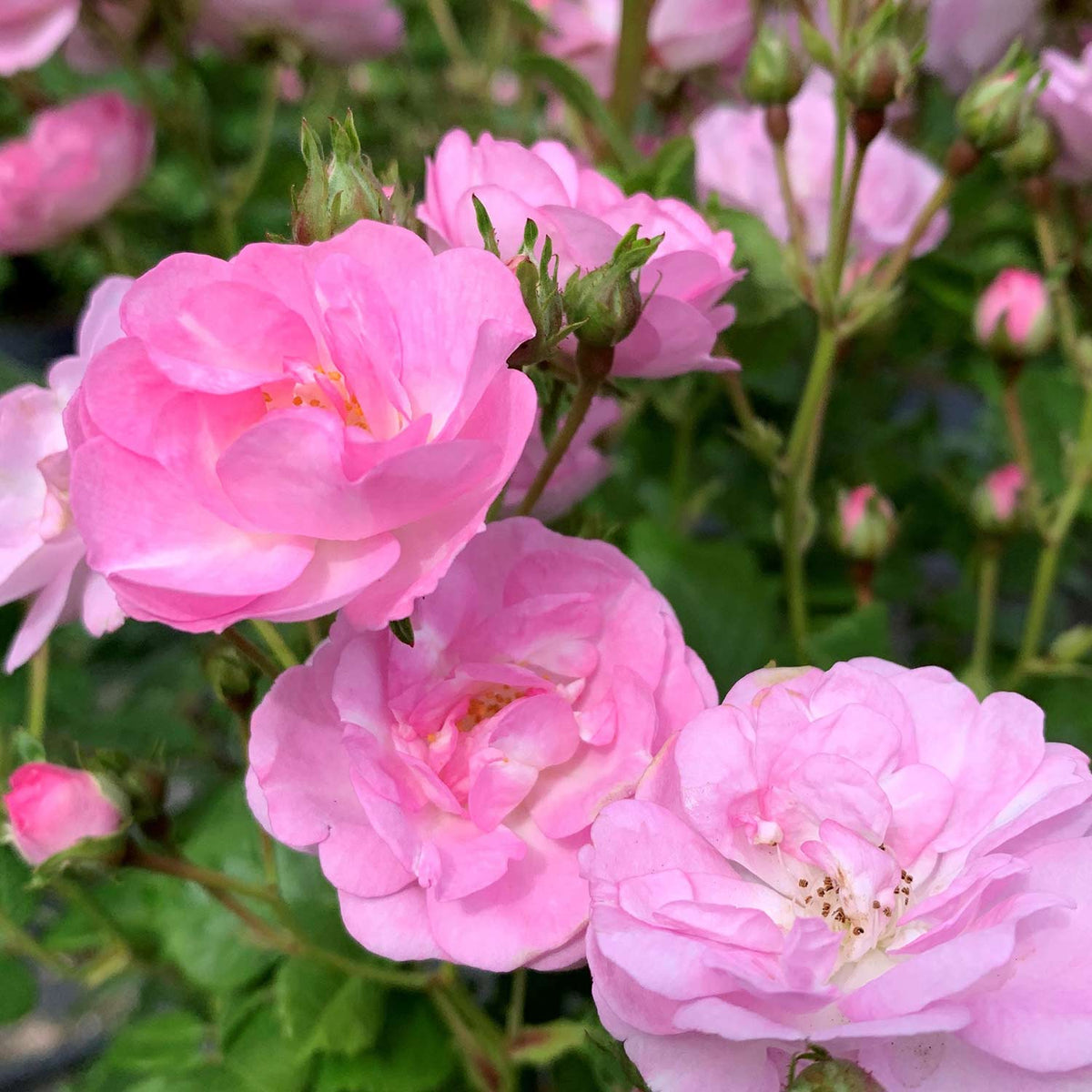 Ramblerrose 'Perennial Blush'