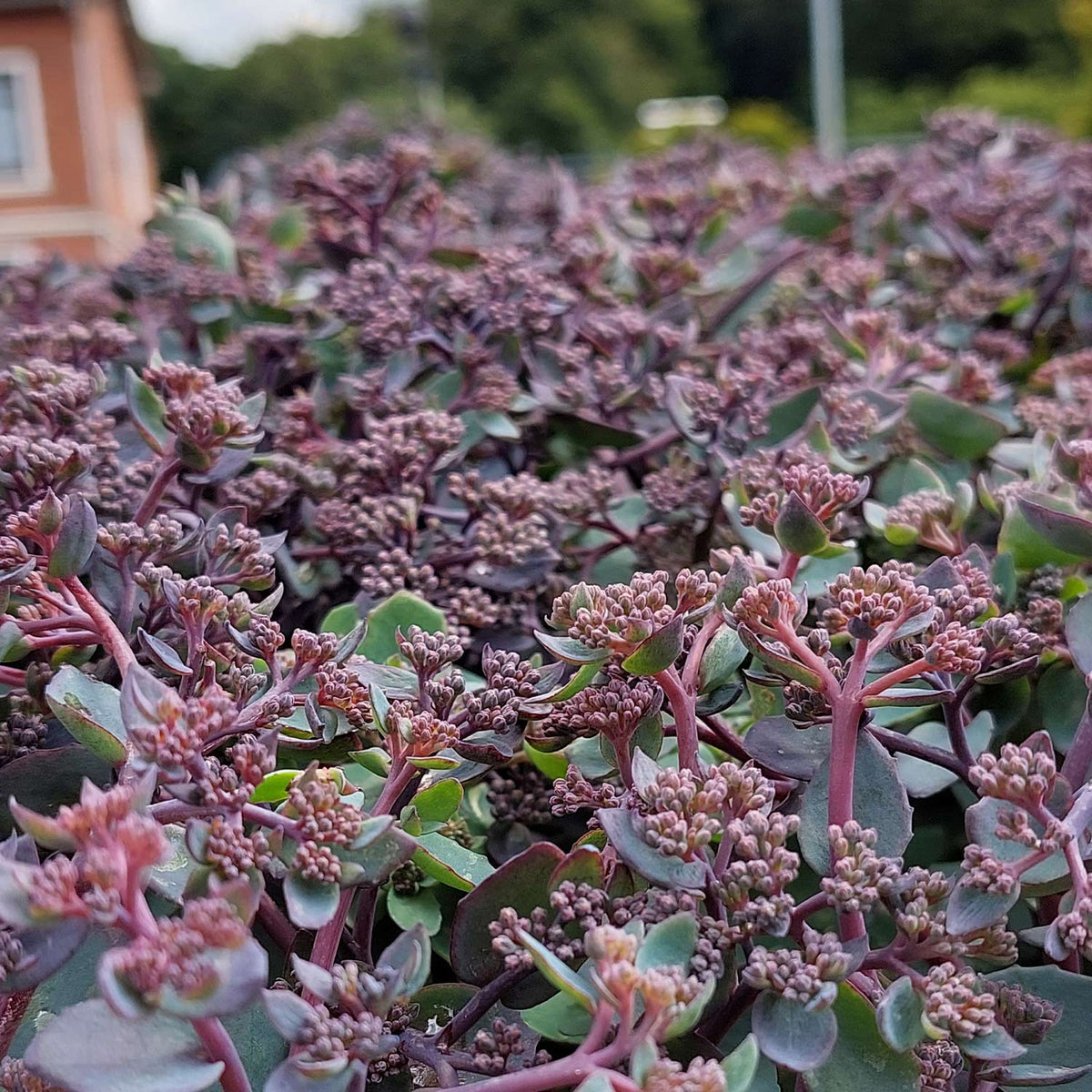 Prachtfetthenne 'Rosé Soirée'