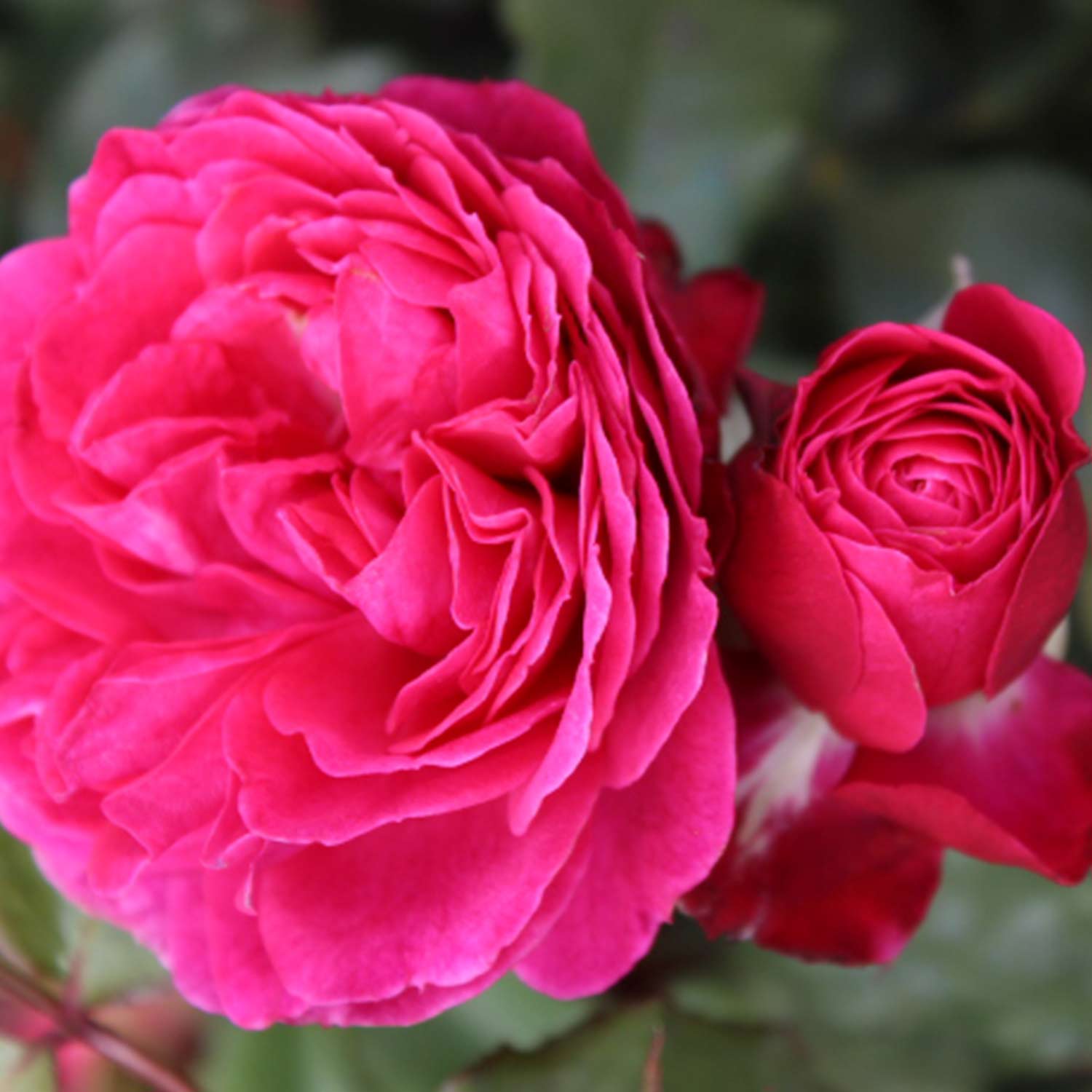 Essbare Rose 'Dolce®'