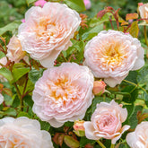 David-Austin-Strauchrose 'Emily Bronte®'