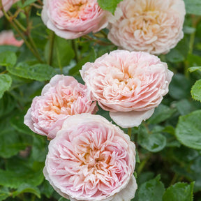 David-Austin-Strauchrose 'Emily Bronte®'