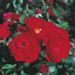 Strauchrose 'Ulmer Münster®'