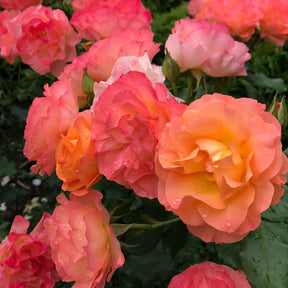 Edelrose 'Chic Orange'