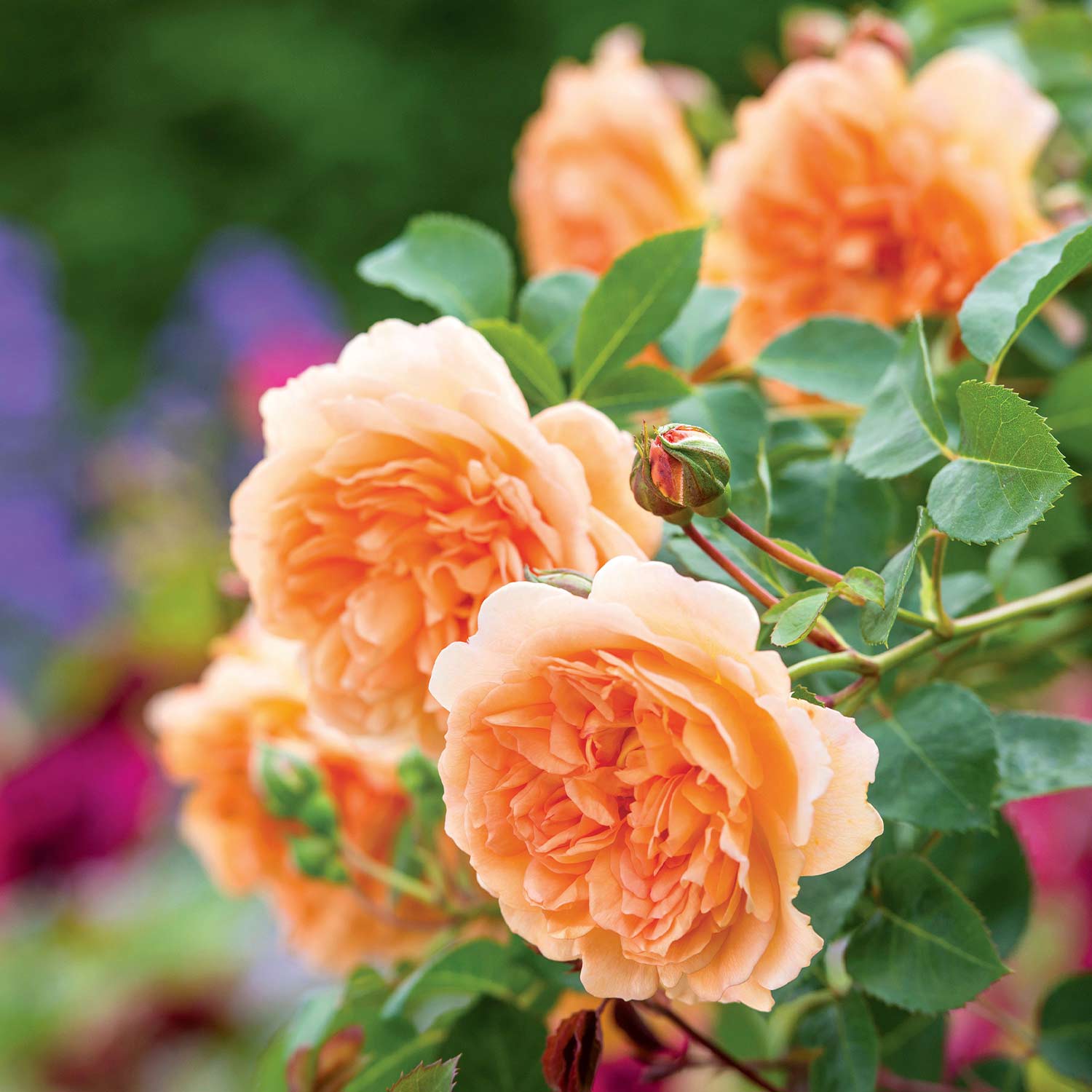 David Austin-Rose 'Judi Dench®'