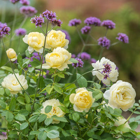 David Austin-Rose 'Vanessa Bell®'