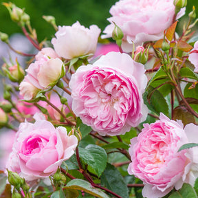 David Austin-Rose 'Silas Marner®'