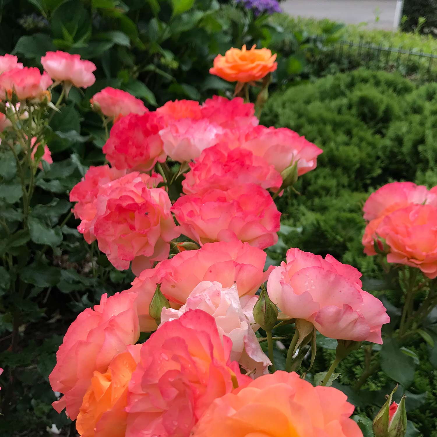 Edelrose 'Chic Orange'