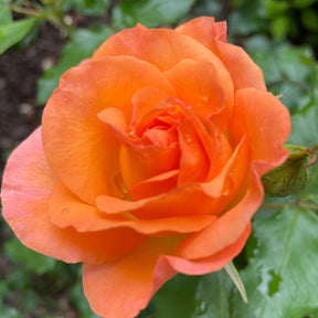 Edelrose 'Chic Orange'