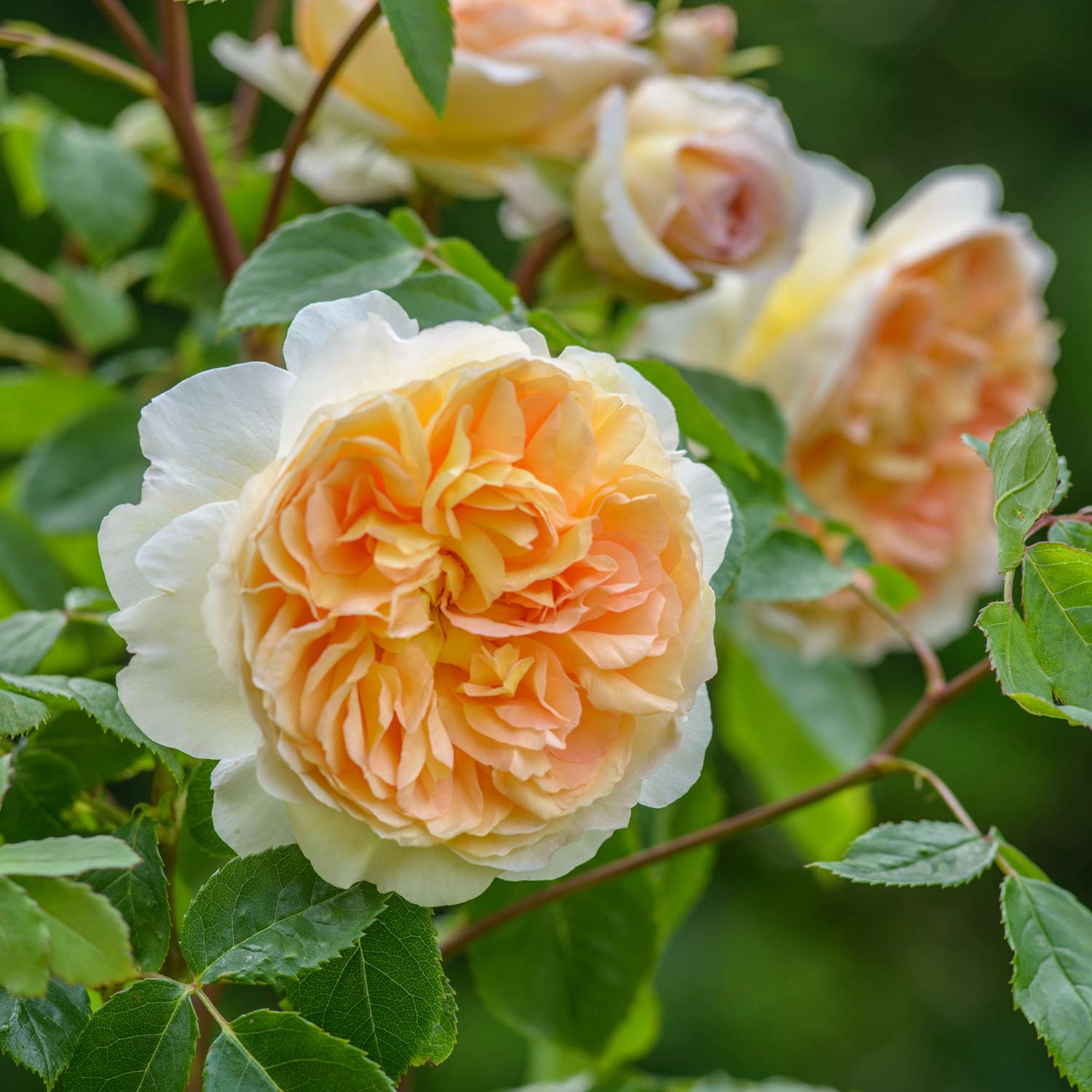 David Austin-Rose 'Judi Dench®'