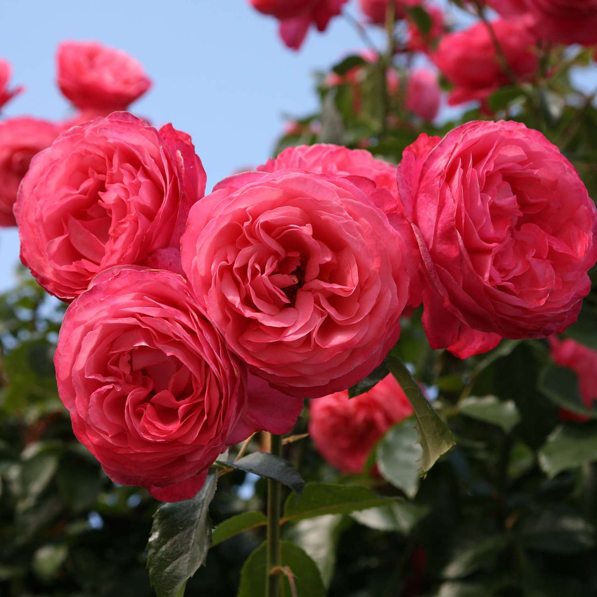 Kletterrose 'Rosanna®'