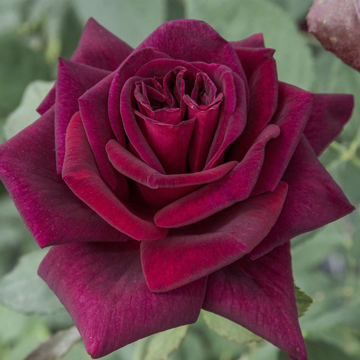 Edelrose 'Black Parfumella'