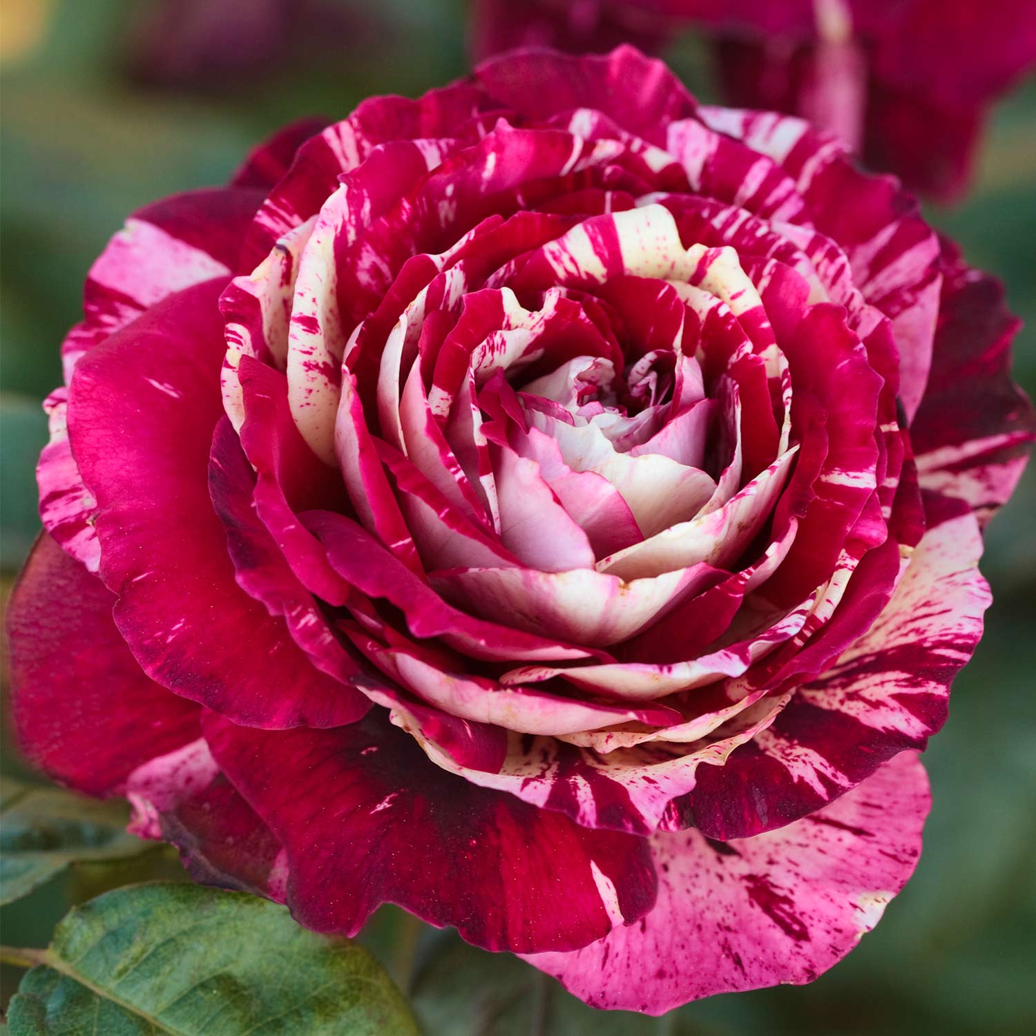 Strauchrose 'Julio Iglesias®'